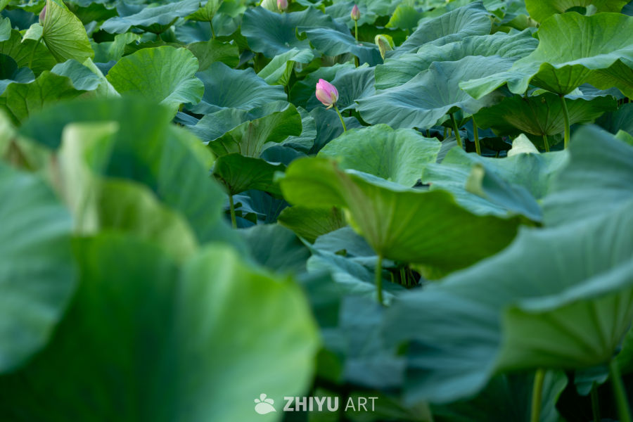 荷花 2