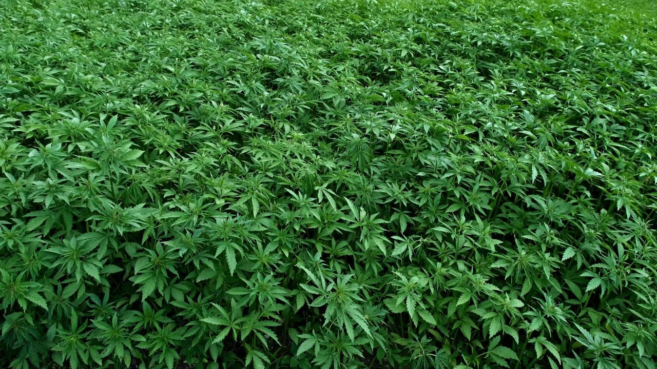 大麻植物的宁静世界