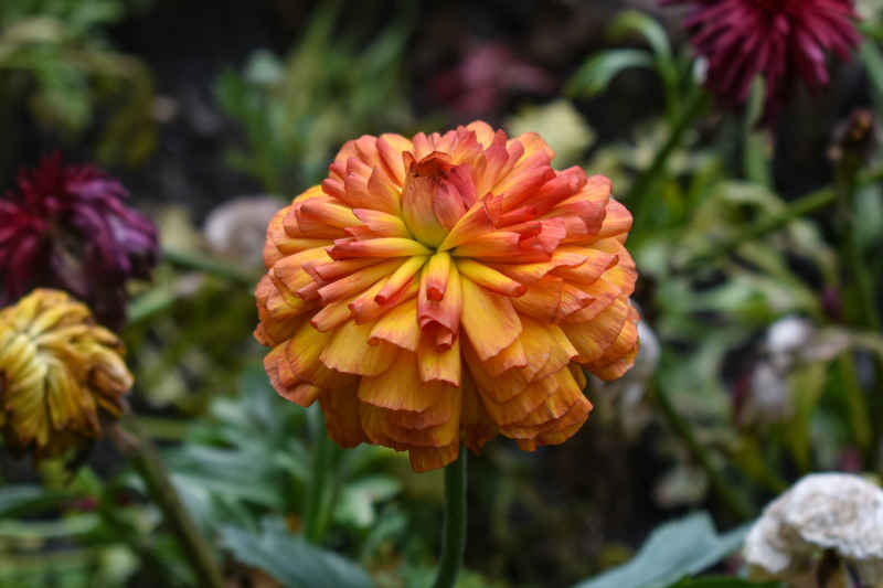 花