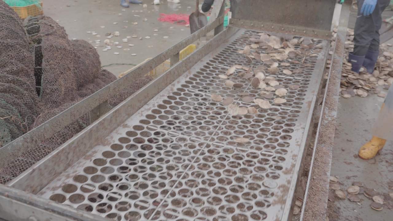 海鲜贝类捕捞加工现场