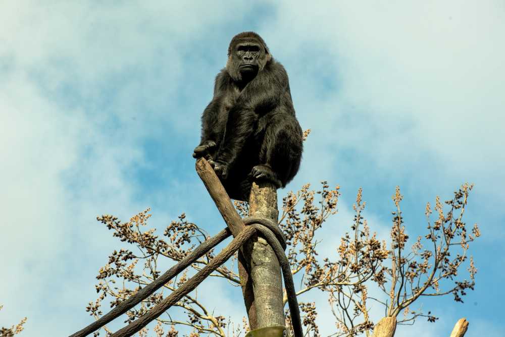 大猩猩动物园猴子动物