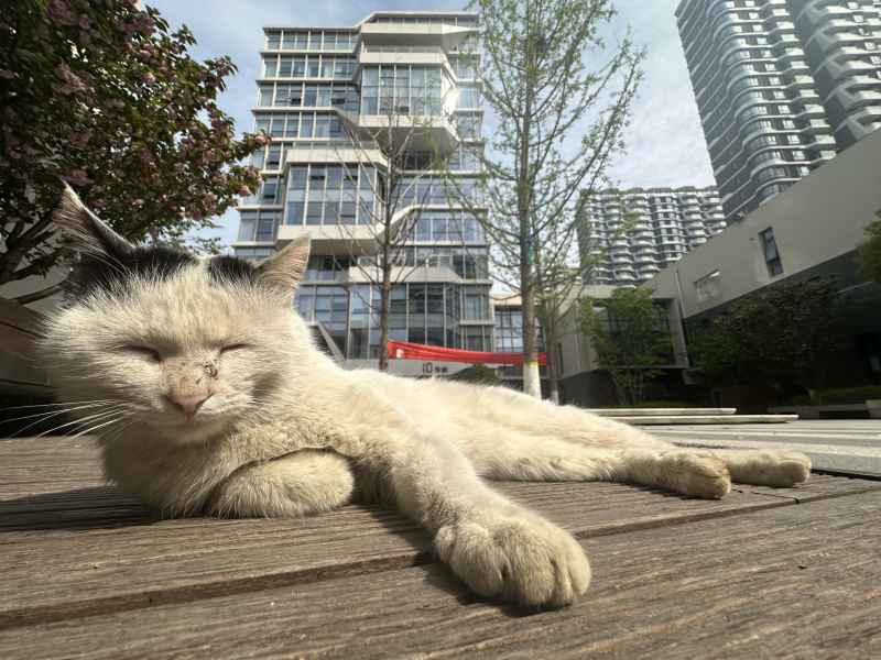 校园小猫午休时