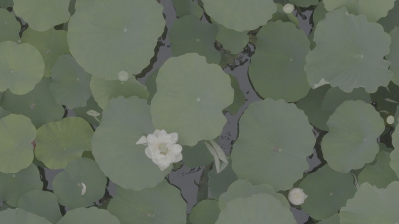 荷塘静谧