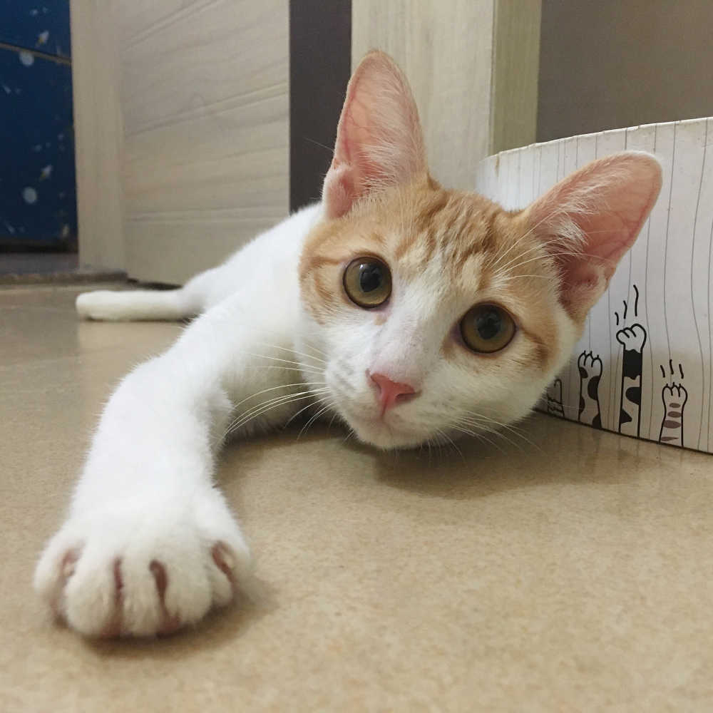 橘猫 宠物猫