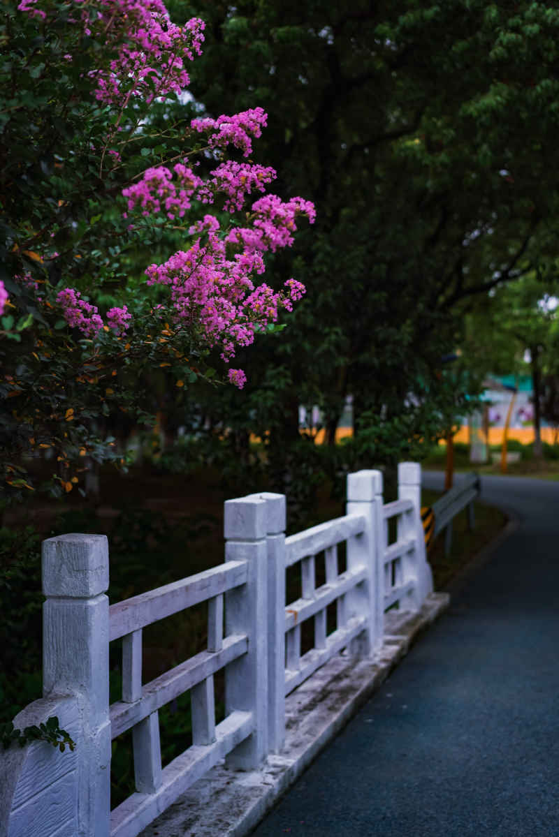 紫薇花 28