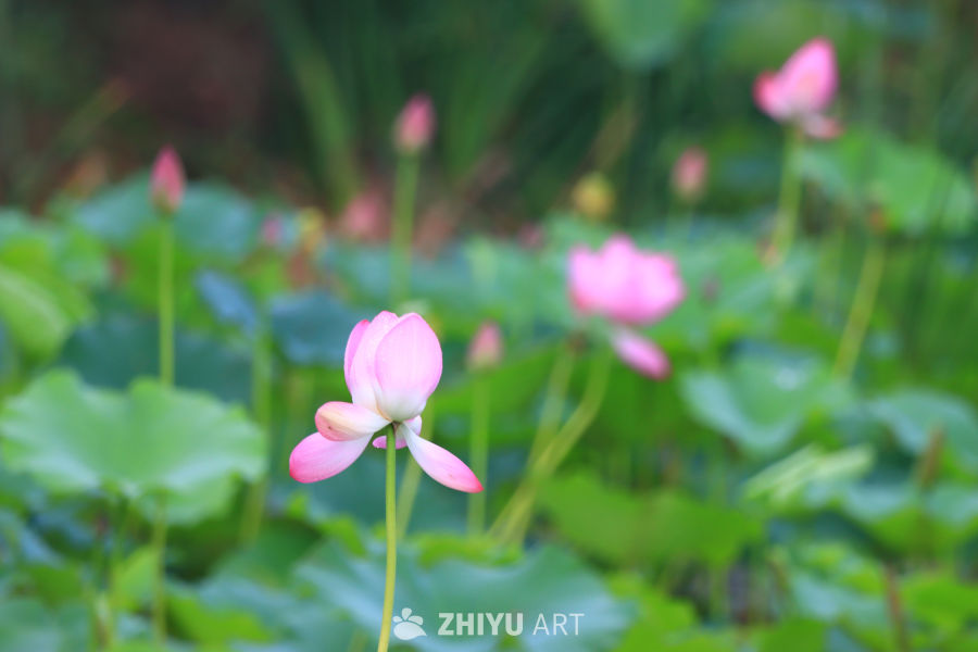 盛夏荷花 27