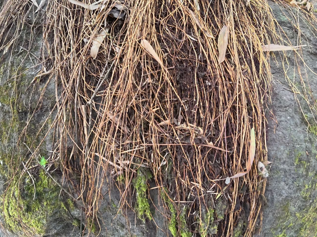 树根与岩石的自然之美