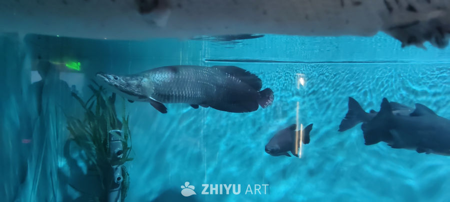 海洋馆 11