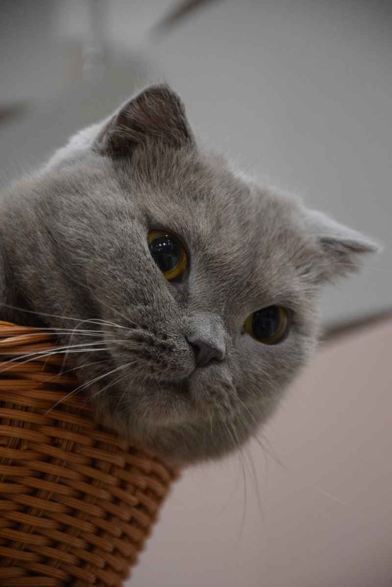 萌猫探秘：悠闲午后，好奇猫咪觅未知