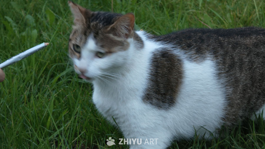 草丛里的猫咪