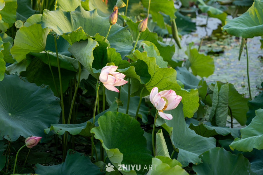 古楼荷花 30