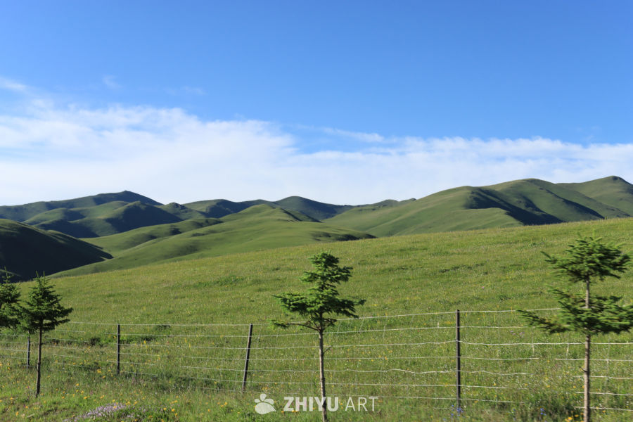 绿意盎然的草原风光