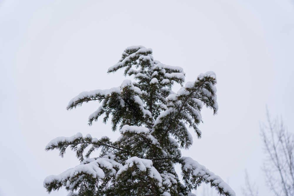 雪景