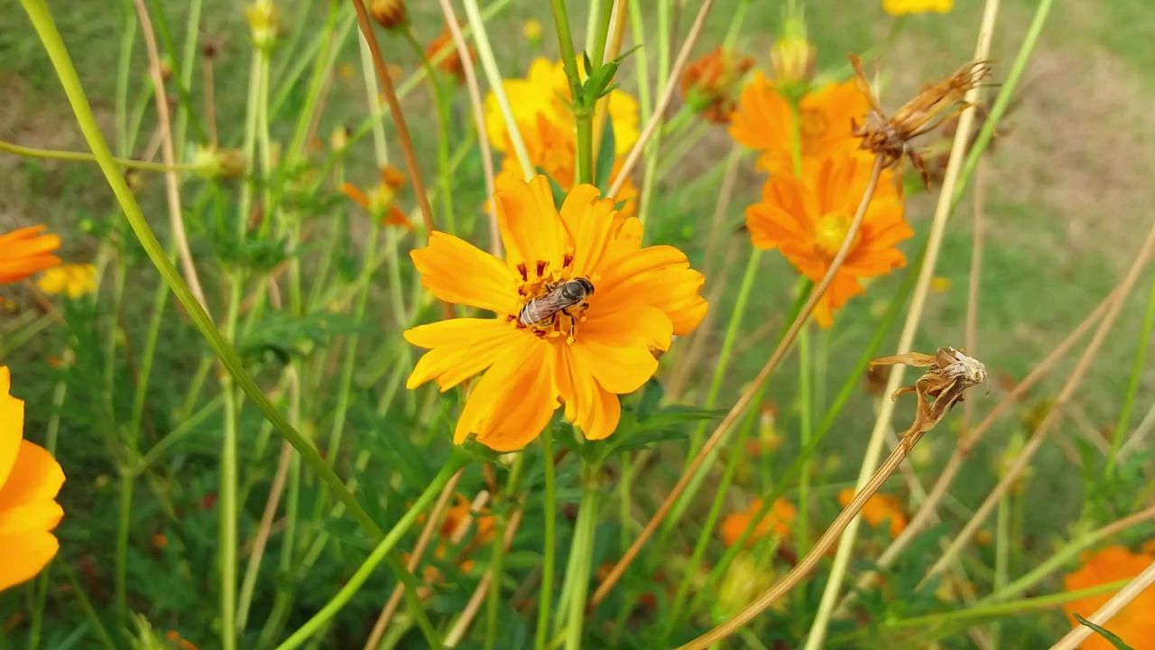 花蜜蜂昆虫