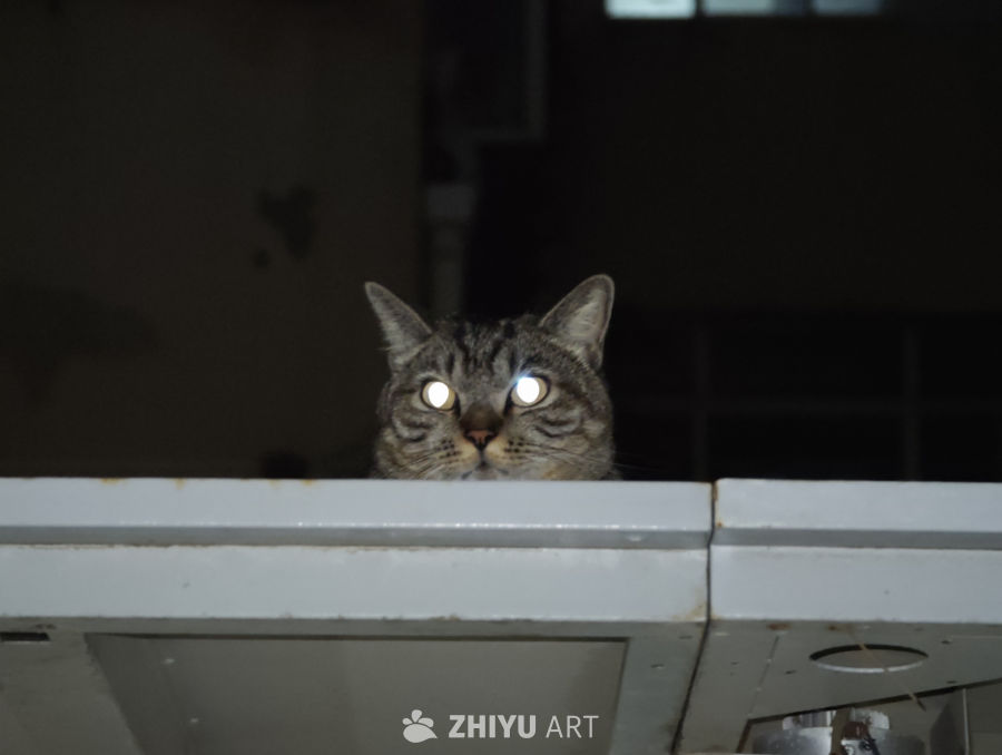 镜头里的小猫咪