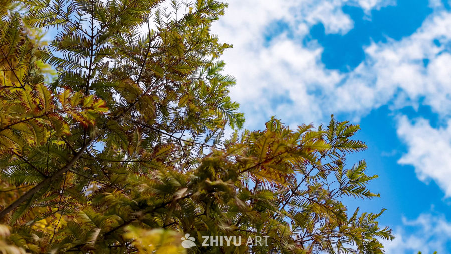 秋日树梢下的蓝天
