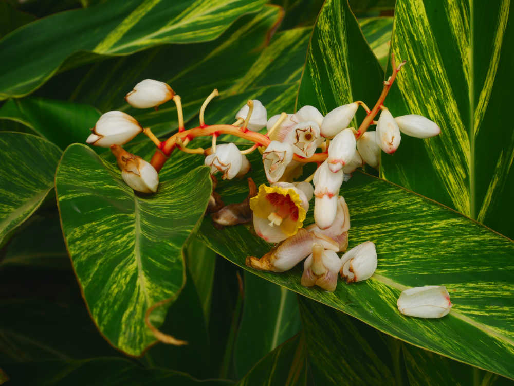 花叶艳山姜花序