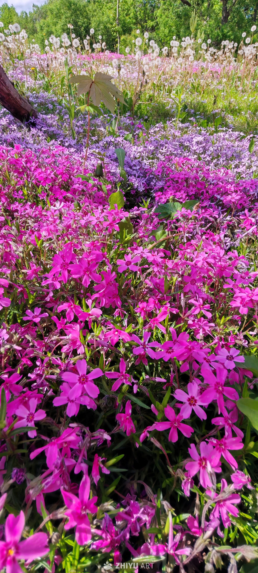 春意盎然 彩花烂漫