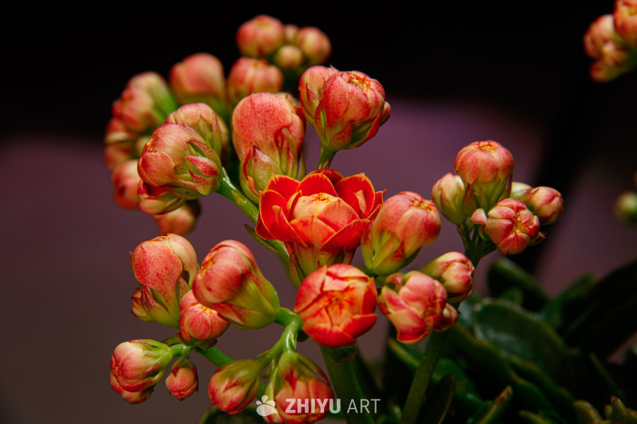 盛开的红色花蕾