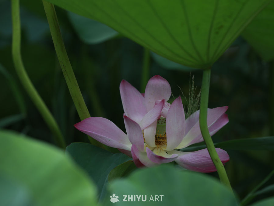 静谧的莲花