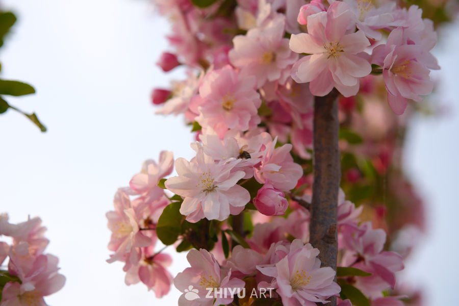 春天海棠花 81