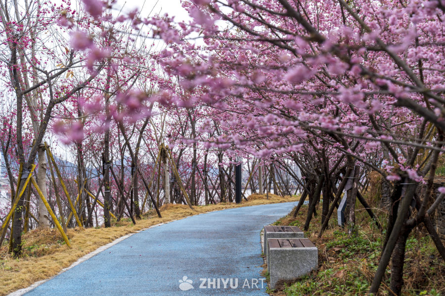 樱花隧道