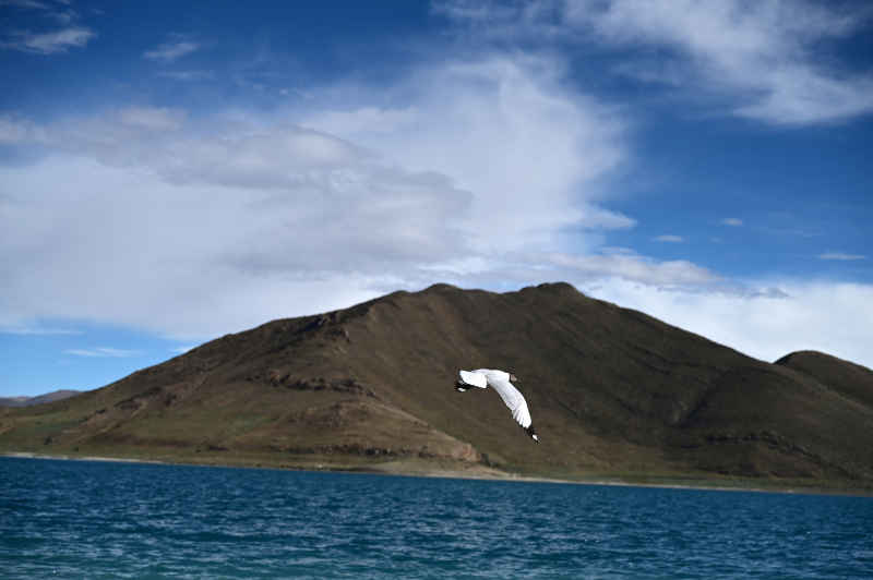 西藏羊卓雍措湖边飞翔的黑面海鸥