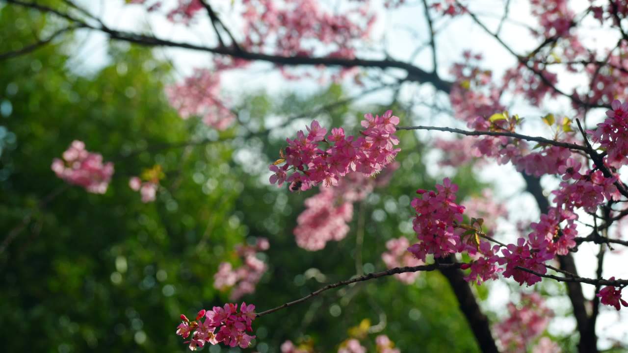 春日樱花绽放