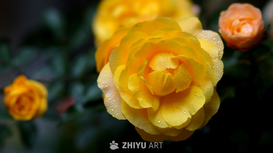 百花齐放春满园