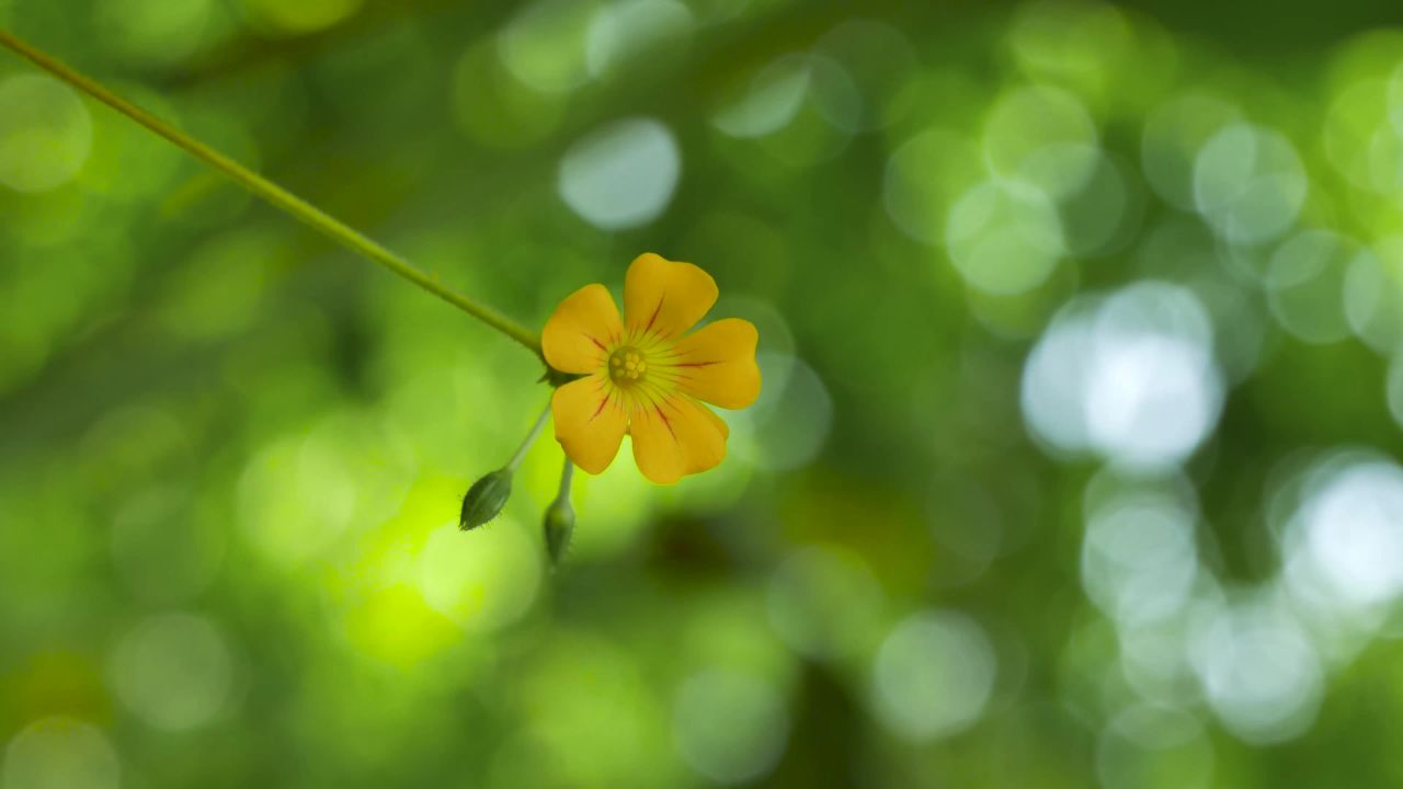 黄花与光斑