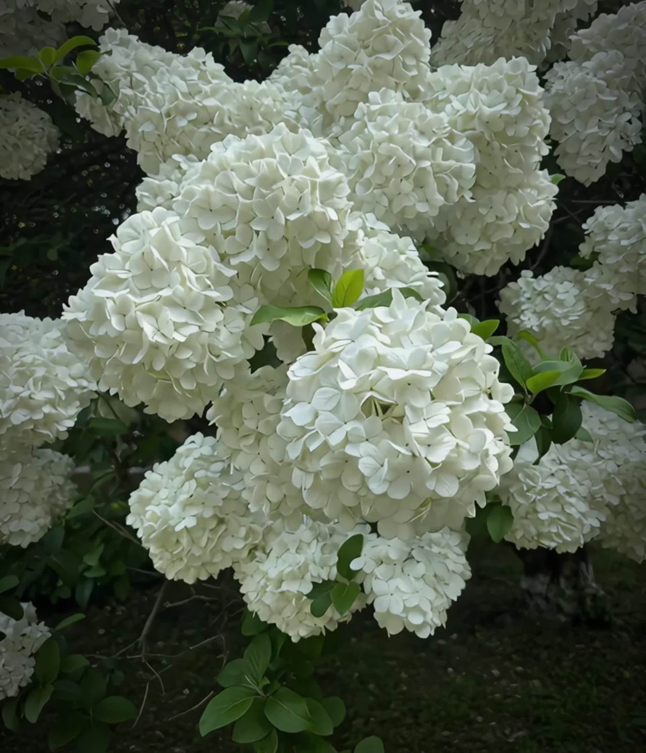 绽放的白色绣球花