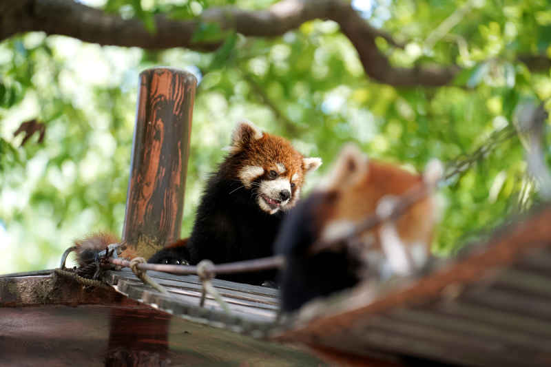 小熊猫