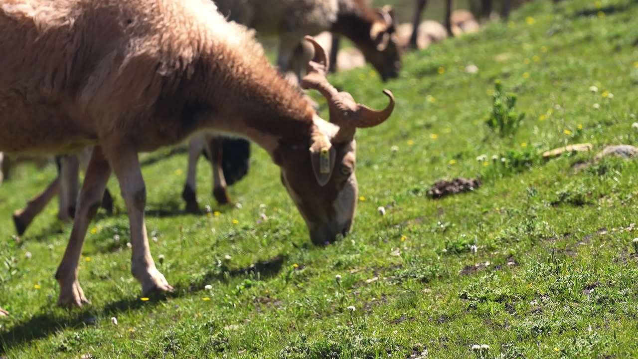 牛羊群在绿色草原悠然放牧