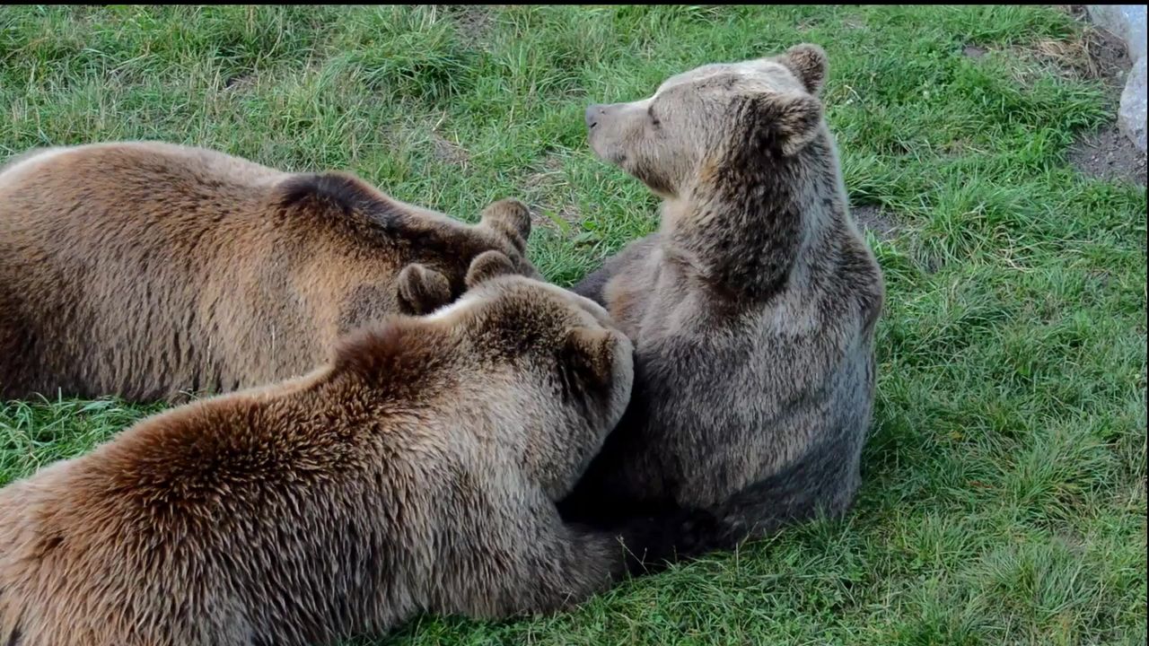 欧洲棕熊哺乳幼畜