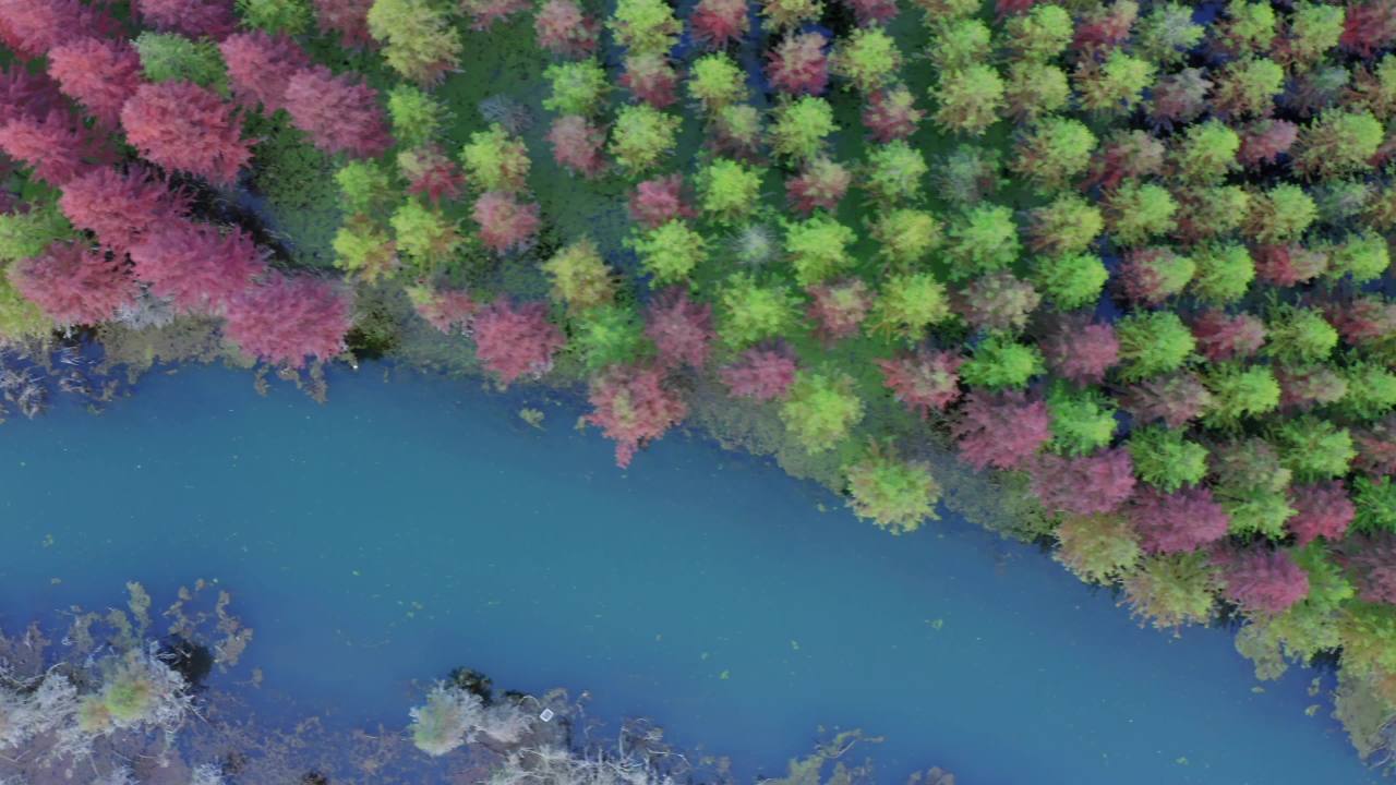 甸尾村水杉林-10
