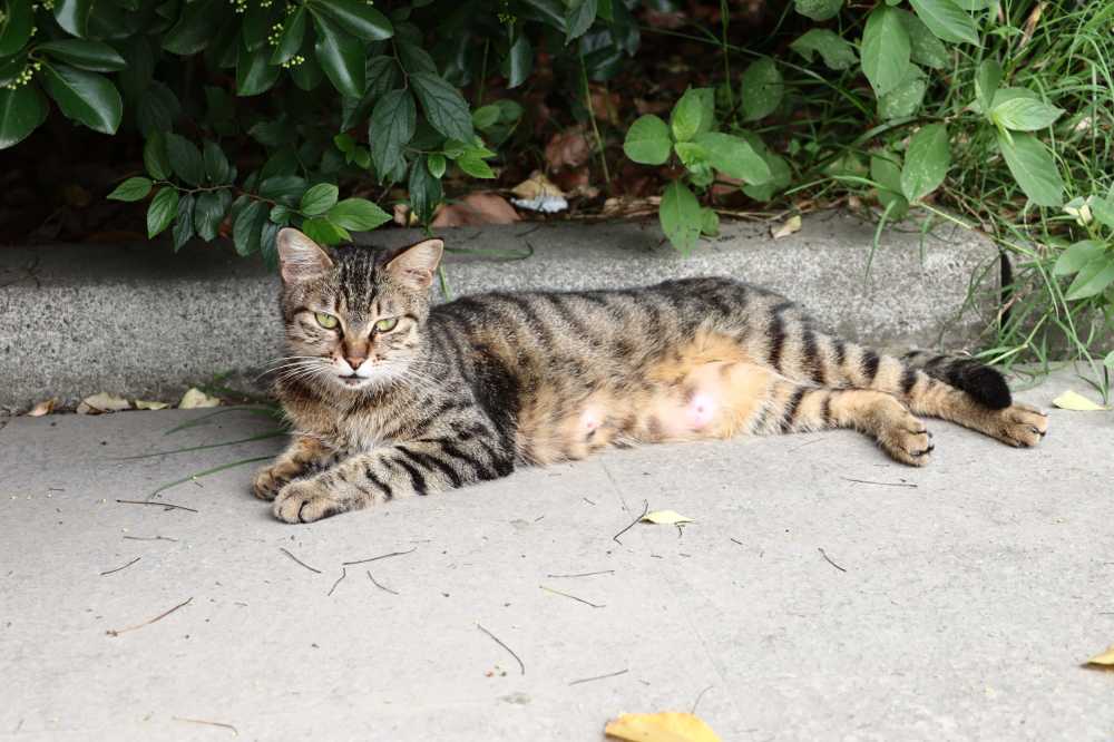 小路边午休的猫咪