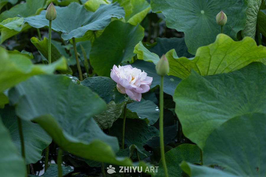 荷花 34