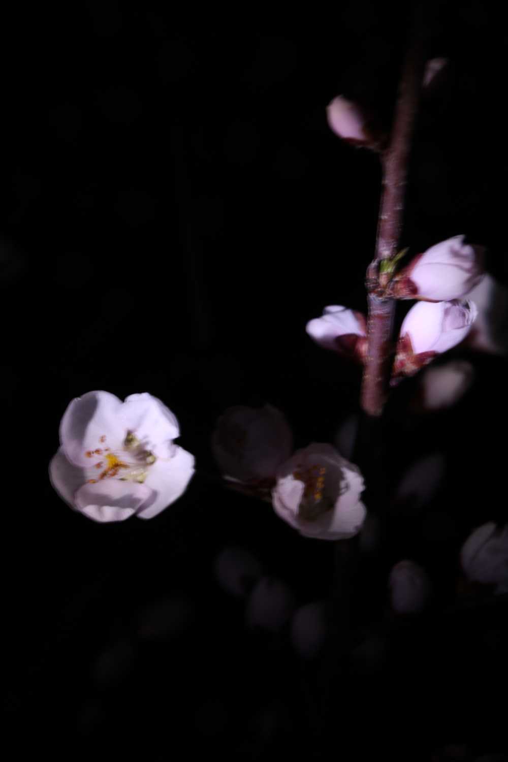 盛夜