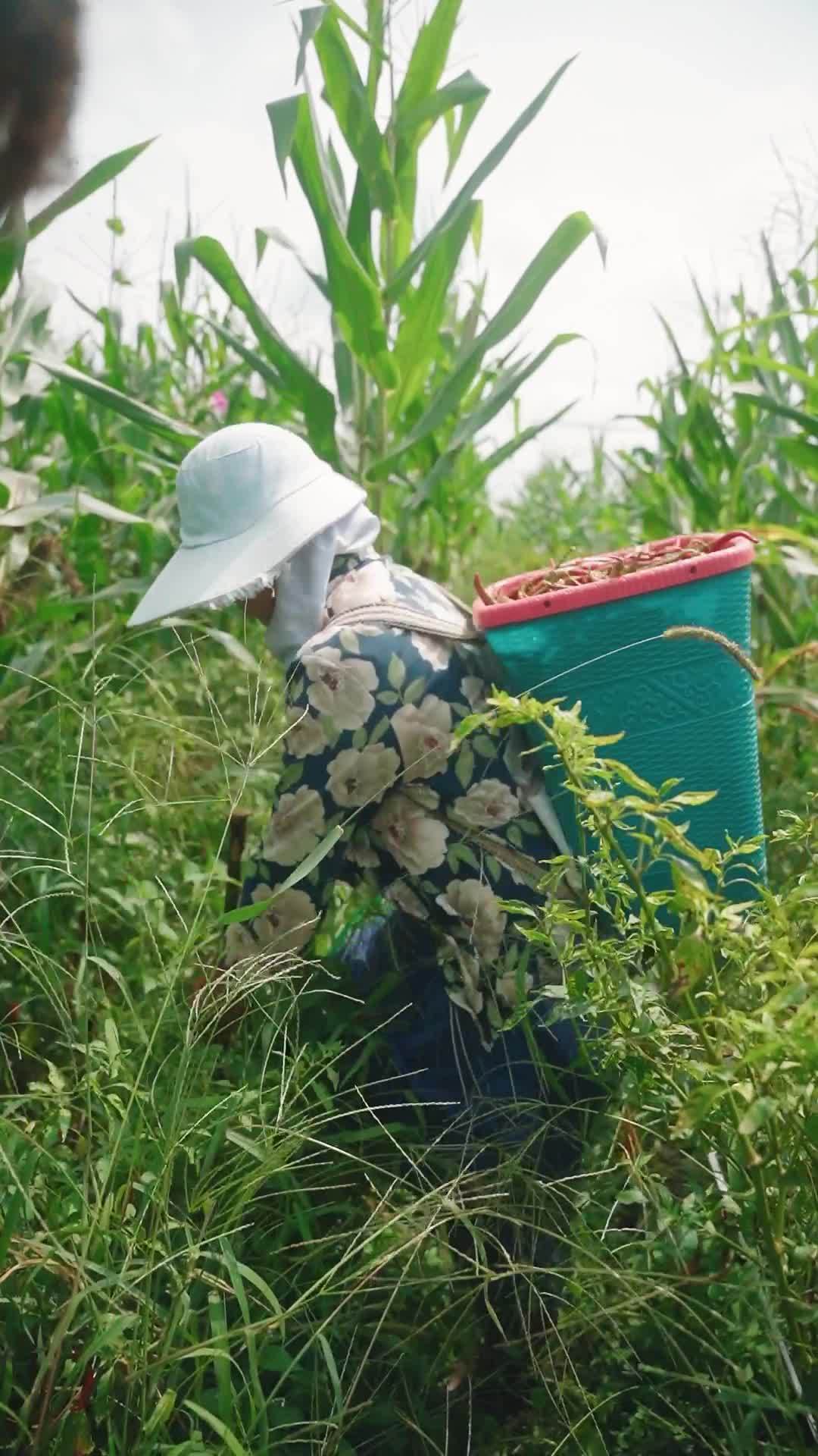 田野上的丰收
