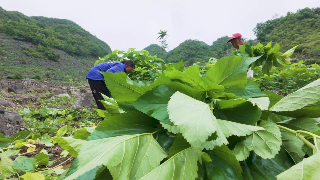 4k桑叶种植收割 桑蚕养殖 种养殖业