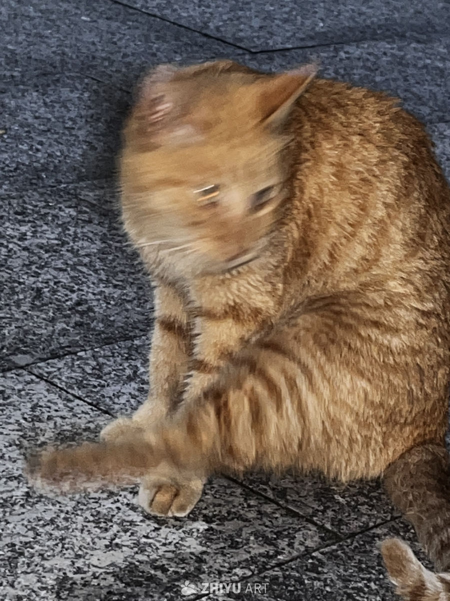 模糊中的橙猫