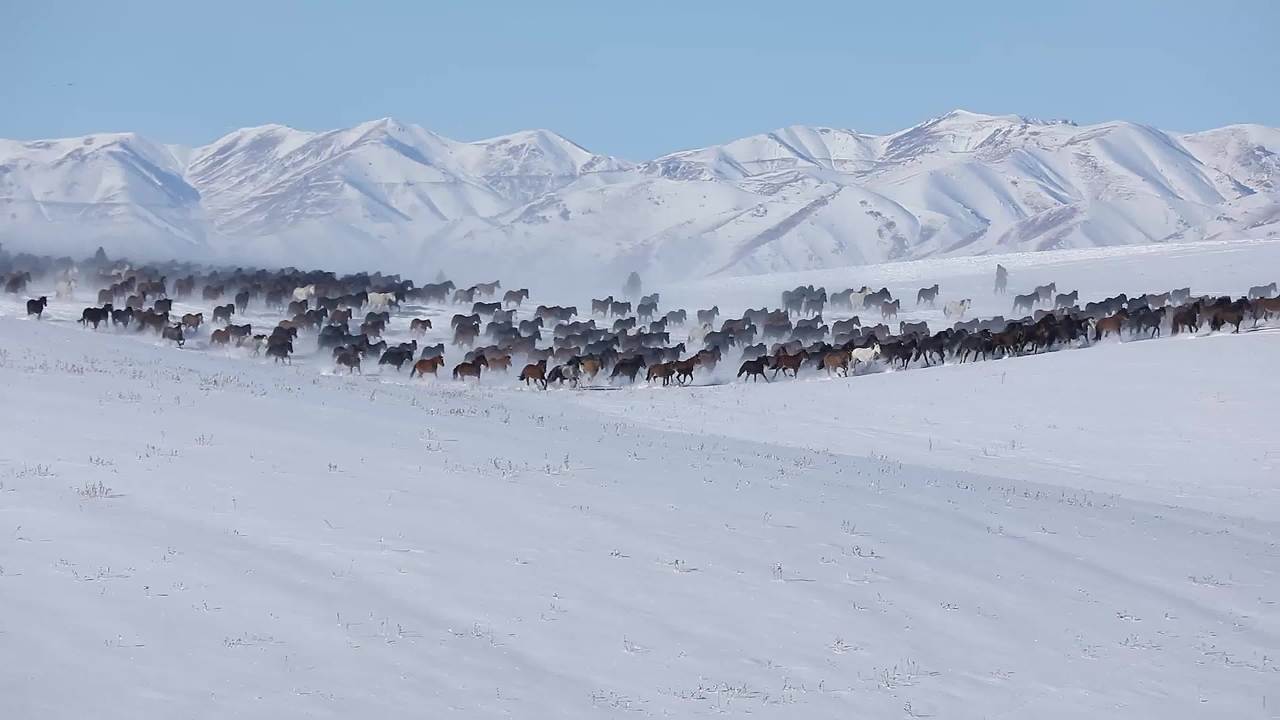 万马奔腾在冬日的雪地里