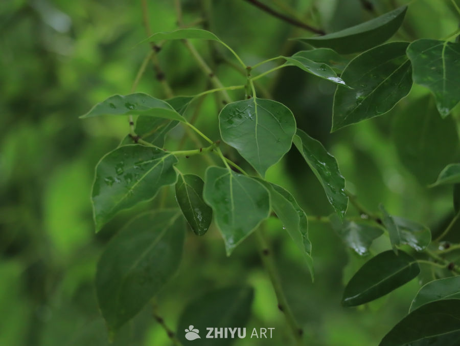雨后绿叶静谧景