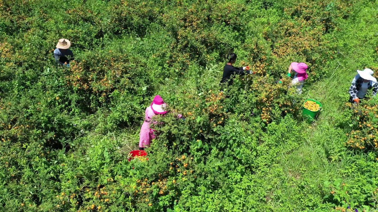 航拍贵州刺梨丰收 产业乡村振兴
