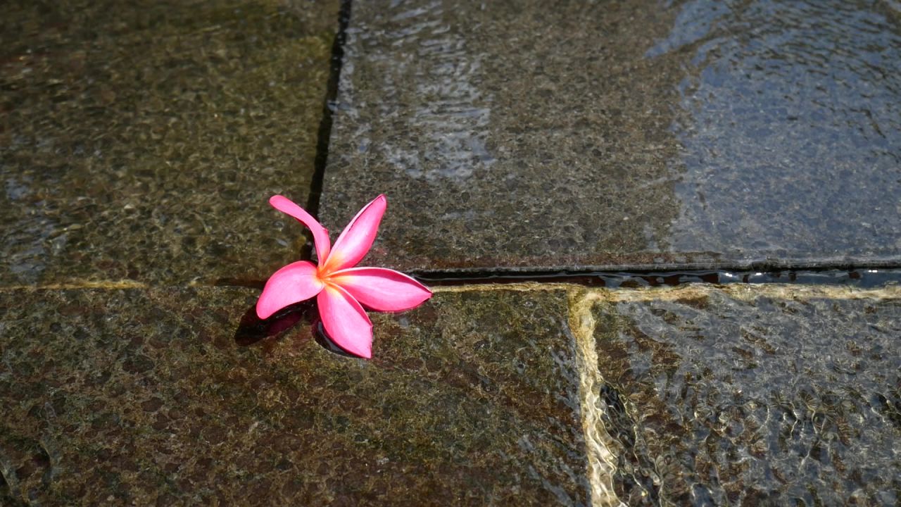 清清流水中的红色鸡蛋花