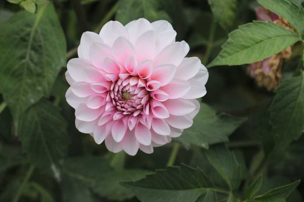 花特写