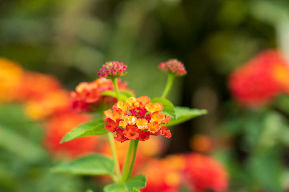 玫瑰谷的月季花