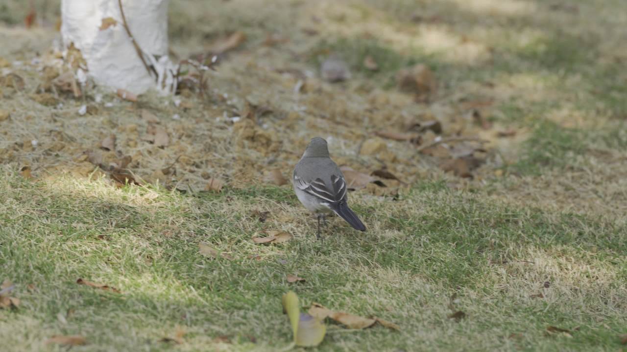 杨府山公园观鸟 30