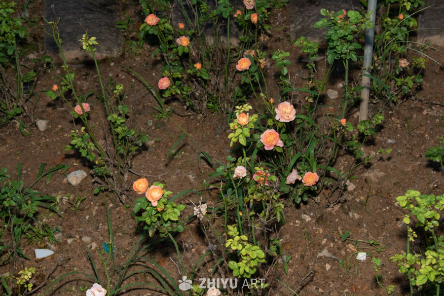 中药材与药材花 9