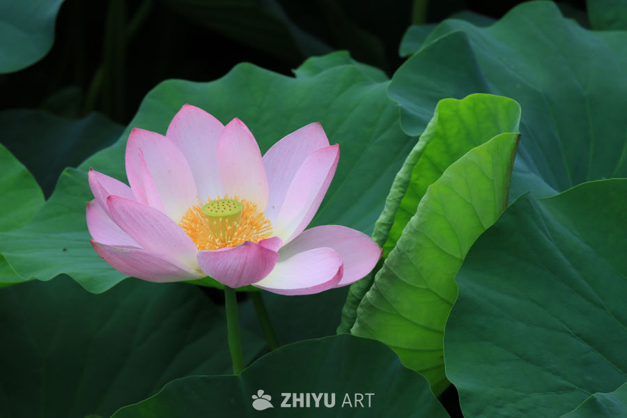 荷花 46